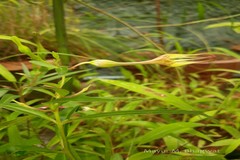 Ceropegia concanensis